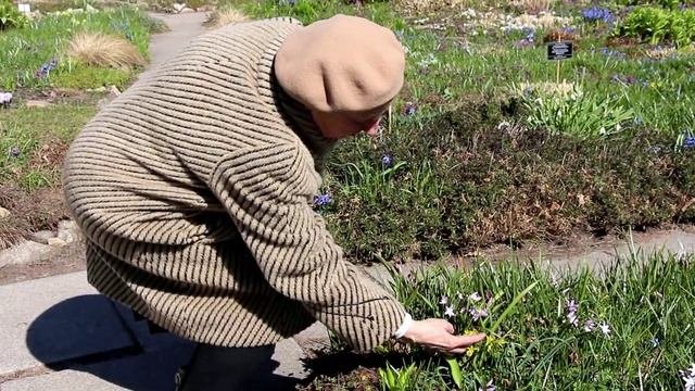 Первоцветы и раннецветущие растения