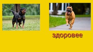 бульмастиф vs  ротвейлер