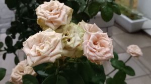 AMAZING : TOFFEE ROSE