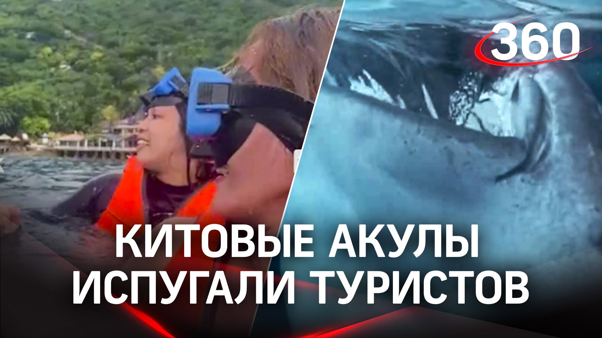 Акула как твои дела. Китовые акулы индонезия. три акулы. акула за россию.