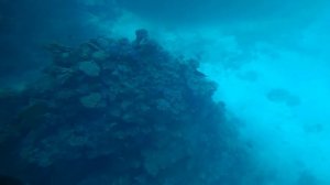 АКУЛА! АКУЛА!??? Подводная лодка Шарм-эль-Шейх/Кораллы, рыбки Красное море.Submarine Sharm El Sheik