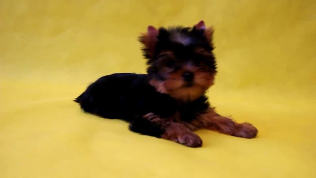 MVI 0035 смотреть онлайн