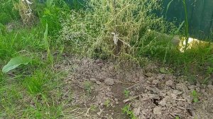 Методы борьбы с водяной крысой