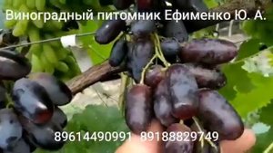 Памяти Бронислава