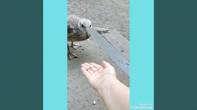 Птенец чайки прилетел на завтрак.