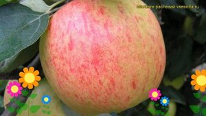 Яблоня Яблочный Спас. Краткий обзор, описание характеристик malus domestica Yablochnyy Spas