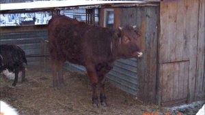 Красная горбатовская порода крупного рогатого скота. Дама 2012 год
