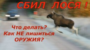 Сбил ЛОСЯ !  Кто виноват? Что делать? Как не лишиться оружия?