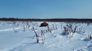 Европейский Зубр в Плейстоценовом парке