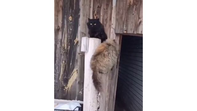 Самые умные кошки в мире / The smartest cats in the world