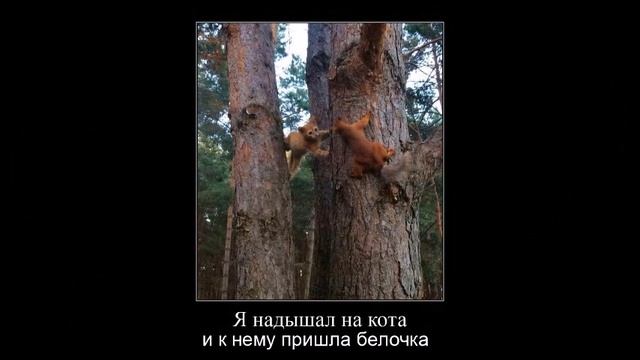 Веселые картинки. Прикольные кошки картинки. Коты приколисты. смотреть онлайн