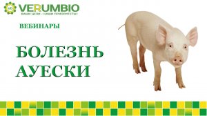 Болезнь Ауески. Диагностика и профилактика