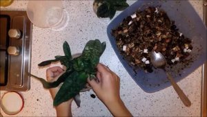Башмачки. Состав грунта и посадка. Посылка от группы HAPPY ORCHID. Часть 3.