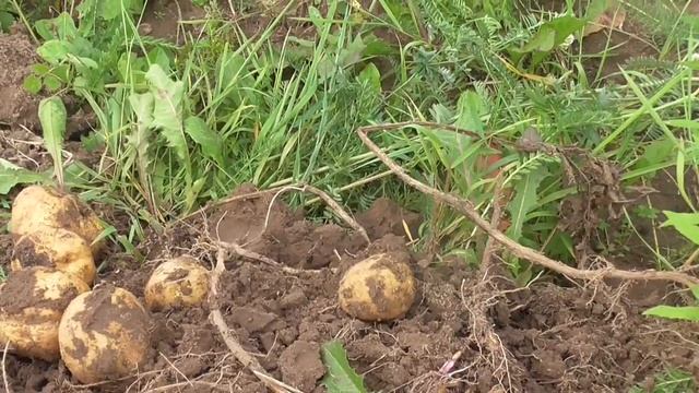 Картофель на целине. смотреть онлайн