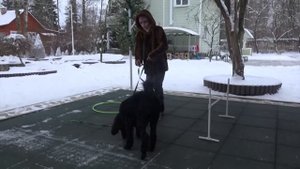 Догтренинг 495. "Несообразительный" королевский пудель. Индивидуальная консультация.