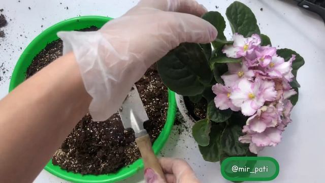 ФИАЛКА УХОД И ПЕСЕДКА. смотреть онлайн