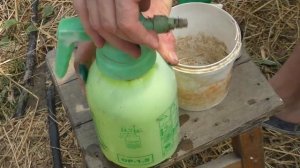 Обязательная профилактика томатов и огурцов раствором йода и зелёнки от Фитофтороза