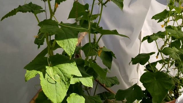 как сделать, чтоб огурцы плодоносили дольше? смотреть онлайн