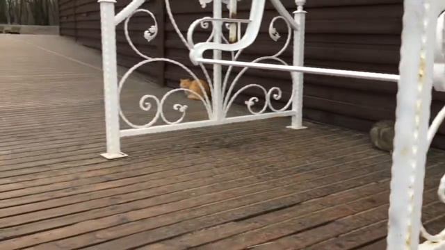 КОТЭ Калининграда Зеленоградска смотреть онлайн