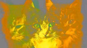 Киця - кицюня