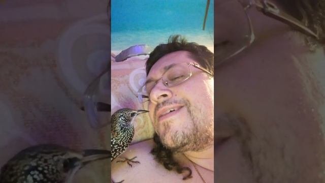 Обучение скворца разговору