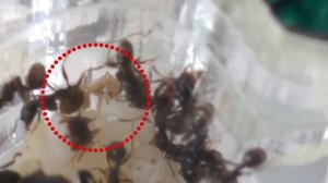 МУРАВЬИНАЯ ФЕРМА. Насекомые для детей (домашний муравейник,часть 4).