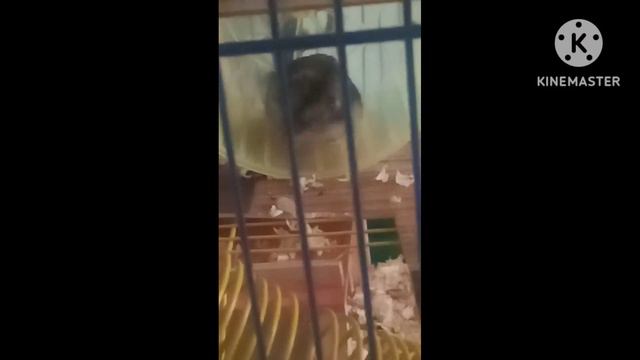 Как засыпают домашние хомячки 🐹🐹🐹