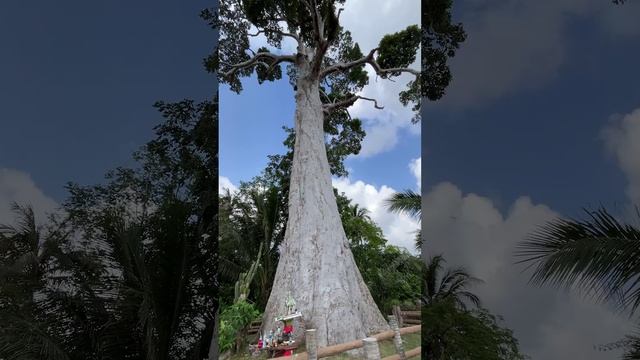 Огромное дерево на Пангане (Biggest yang Na tree)