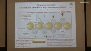 Соболева Е.В. - Геология и геохимия горючих ископаемых.Ч.2 - 3. Первичная миграция нефти и газа