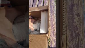 Стартер для Газель Некст Cummins 2.8