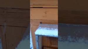 Защита пчёл от птиц зимой.