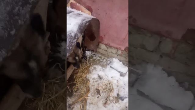 Живёт Мишка в будке смотреть онлайн