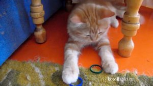 Рыжий котенок мило играет и засыпает в тапочках :) | Cute kitten plays and falls asleep in slipper