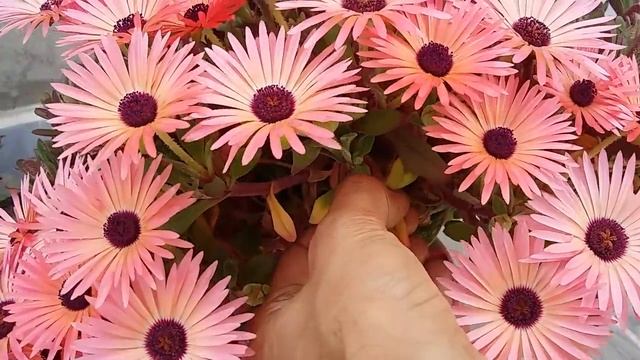 Ice plant mesembryanthemum - grow and care смотреть онлайн