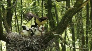 ciconia nigra black stork