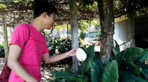 Anthurium in University of the Philippines