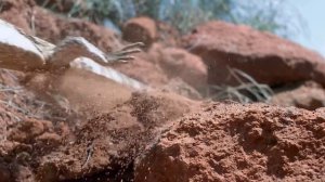 Слоновый прыгунчик