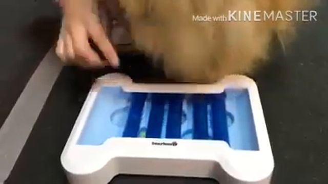 Детский сад для собак смотреть онлайн