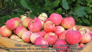 Яблоня Штрейфлинг