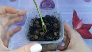 ЖЕЛТЕЕТ ствол у АГЛАОНЕМЫ и отваливаются листья?Причина?Решение проблемы?Наращивание новых корней?