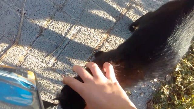 Темно-серая кошка Маня лежит на лавочке. Вместе с хозяйкой!!!