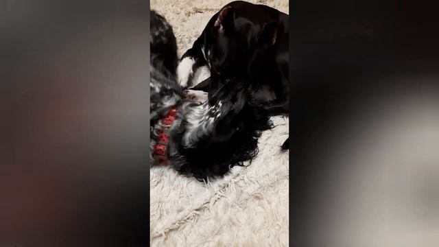 #спаниель#питбуль#собаки#игры Дружба спаниеля и питбуля. смотреть онлайн