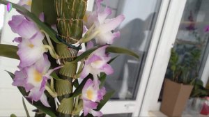 Приобретение орхидеи Дендробиум Нобиле!