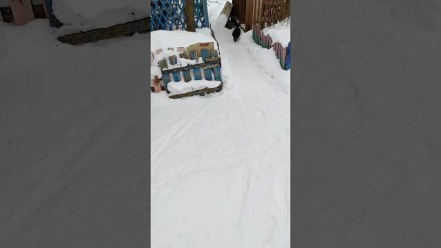 Самый умный кот в мире / The smartest cat in the world