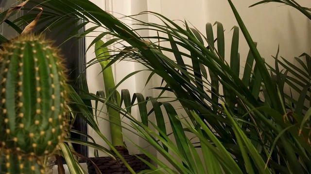 Amaryllis Time-Lapse смотреть онлайн