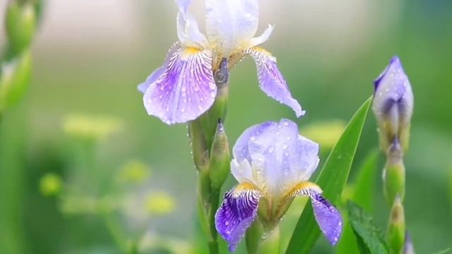 Подари мне лето ❤ Музыка - Сергей Грищук смотреть онлайн