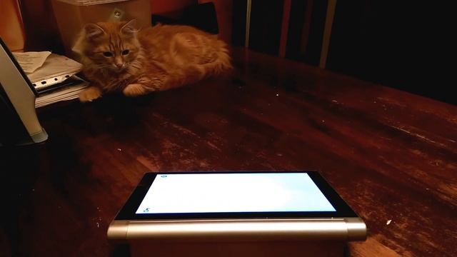 Crazy cat playing game on tablet смотреть онлайн