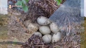 "Птицы". Презентация для детей про птенцов. Алена Волкова
