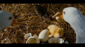 Charlotte's Web (2006) - goslings