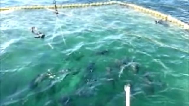 Cosecha de atún aleta azul cultivado en granjas y ranchos marinos de engorda - Acuicultura смотреть онлайн